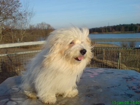 Coton de Tuléar Hunde Foto 41812 in höherer Auflösung ansehen Coton de Tuléar mein 10.Geburtstag, Ausflug am Flughafensee