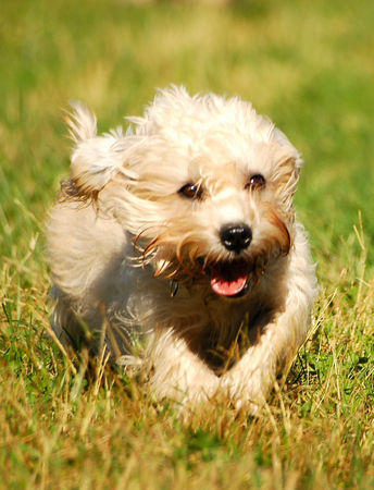 Dandie Dinmont Terrier Angelina di 