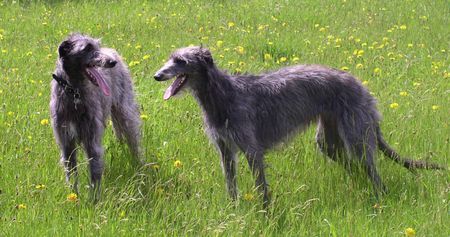 Deerhound Hunde Foto 40335 Deerhound Meine Kleinen