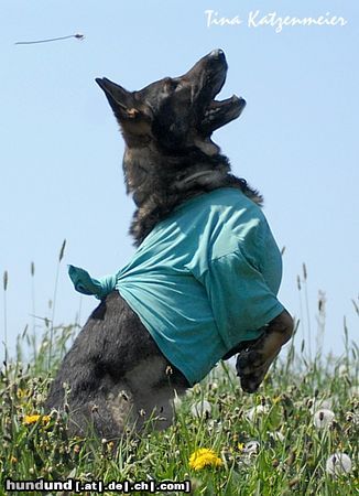 Deutscher Schäferhund Croqi, auch verletzt immer gut drauf, mein Sonnenschein !