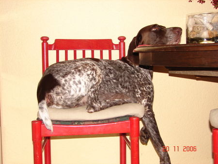 Deutsch Kurzhaar Hunde Foto 42030 Deutsch Kurzhaar Spielstunde