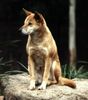 Dingo Hund