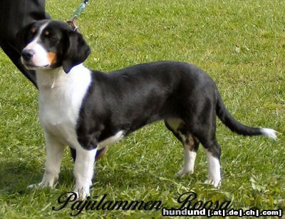Drever Hunde Foto 16541 in höherer Auflösung ansehen Drever Drever Pajulammen Roosa