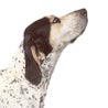 English Coonhound Hund