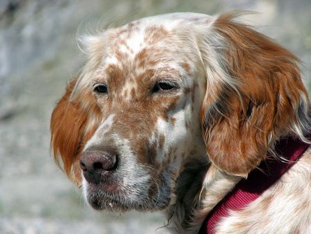 English Setter Hunde Foto 41400 English Setter Fenna