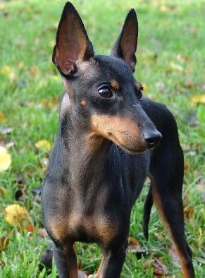 English Toy Terrier Hunde Foto 33917 English Toy Terrier Coco (Lskam X-Pected Dine Mites Coconut)