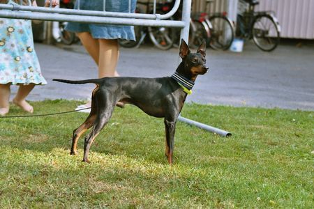 English Toy Terrier Brosing's Royal Toy Edition