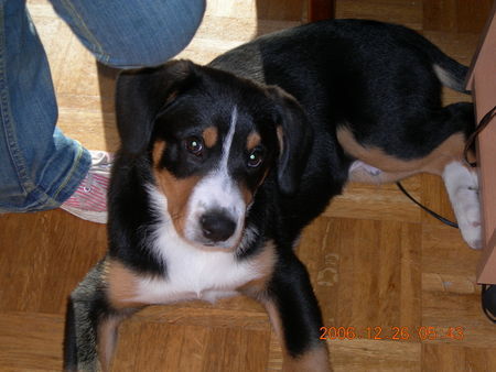 Entlebucher Sennenhund Hunde Foto 42158 in höherer Auflösung ansehen Entlebucher Sennenhund Lennox