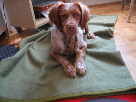 Epagneul Breton Hunde Foto 41381 in höherer Auflösung ansehen Epagneul Breton Beau