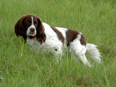 Epagneul Francais Hunde Foto 42602 in höherer Auflösung ansehen Epagneul Francais Epagneul Francais beim Vorstehen