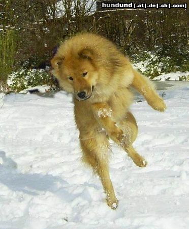 Eurasier Eurasierhündin Bella Luna beim Spiel im Schnee