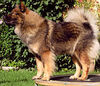 Eurasier Hund