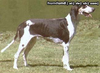Französischer Laufhund Weiss-Schwarz Hübsch