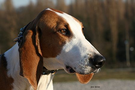 Französischer Laufhund Dreifarbig Hunde Foto 41455 Französischer Laufhund Dreifarbig Gisy