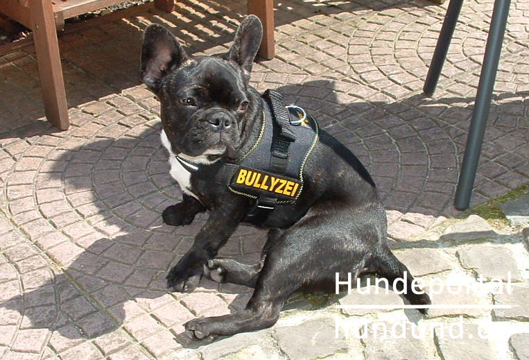Französische Bulldogge, Bouledogue Francais Foto 21627 ~ Französische Bulldogge, Bouledogue Francais Foto 21627 ~ Geschirr Französische Bulldogge