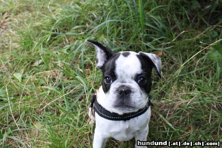 Französische Bulldogge Mathilda mit 10 wochen