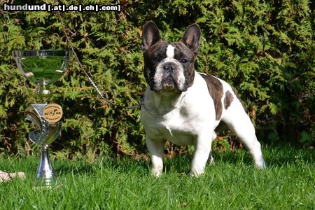 Französische Bulldogge Unser Multichampion Fortunato (International, CH, DK)