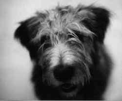 Glen of Imaal Terrier