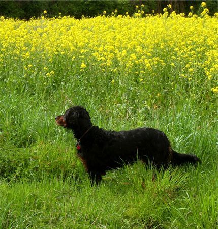 Gordon Setter Dinka im Rapsfeld