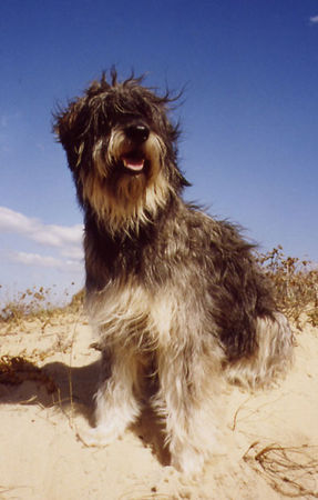 Gos d´Atura Català Hunde Foto 42343 in höherer Auflösung ansehen Gos d´Atura Català