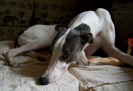 Greyhound Hunde Foto 41196 Greyhound Der Hühnerdieb