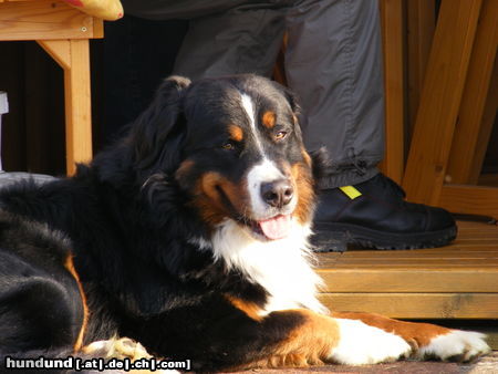 Grosser Schweizer Sennenhund Ein letzter Gruß von unserem Balou gestorben an Nierenversagen am 03.11.2010 er Grüßt seine Geschwister die am 08.08.06 in Wächtersbach geboren wurden 