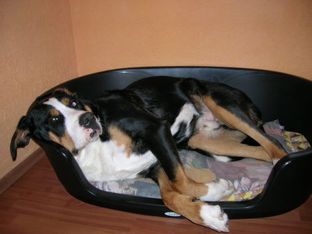 Grosser Schweizer Sennenhund Hunde Foto 42596 Grosser Schweizer Sennenhund boncuk ruht sich aus