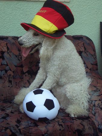 Grosspudel Fußball-Fan