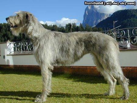 Irish Wolfhound Ailis of Northern Forest
