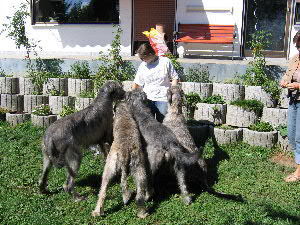 Irish Wolfhound Ja ja, jeder bekommt ein Leckerchen...