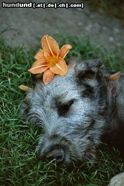 Irish Wolfhound Ein Wölfchen in Lilien