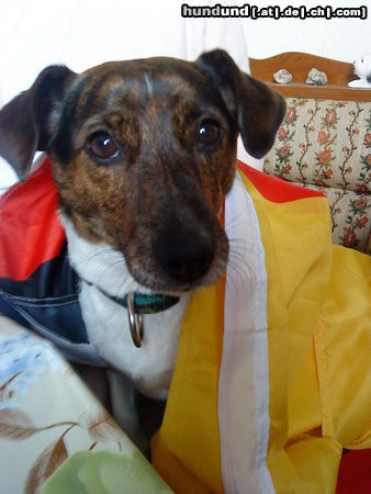 Jack-Russell-Terrier super WM 2010