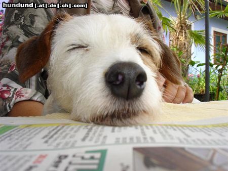 Jack-Russell-Terrier  - die zeitung war schon wieder fad...