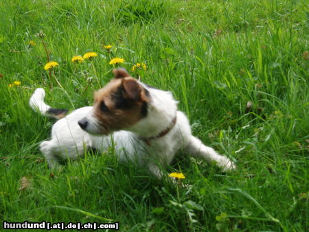 Jack-Russell-Terrier Nelly