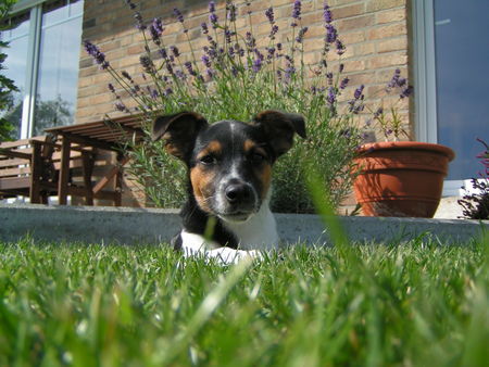 Jack-Russell-Terrier oskar der sonnenanbeter