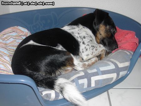 Jack-Russell-Terrier Tequilla, 5 Jahre