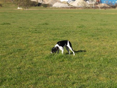 Dreifarbiger Serbischer Laufhund serbischer Brackenmischling