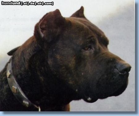 Dogo Canario Dogo Canario (Alano)-Leistungszucht! Wir züchten auf Gesundheit, Wesensfestigkeit, Leistungsbereitschaft und Typ. Welpen und spanische Importhunde zu verkaufen...