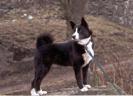 Karelischer Bärenhund Hunde Foto 42366 in höherer Auflösung ansehen Karelischer Bärenhund KENNEL KARELIAN BEAR DOG