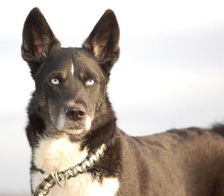 Karelischer Bärenhund Hunde Foto 37662 in höherer Auflösung ansehen Karelischer Bärenhund SkyFly unsere KarelischeBärenhündin/Huskymix, Ausstrahlung und Stolz....