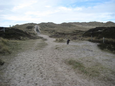 Kleiner Münsterländer Hunde Foto 42424 in höherer Auflösung ansehen Kleiner Münsterländer donna in den dünen auf sylt
