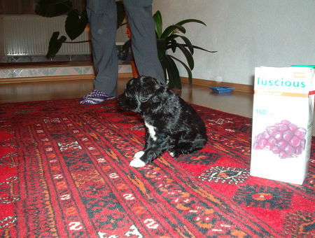 Kroatischer Schäferhund Hunde Foto 37220 Kroatischer Schäferhund tedi,alter-1 monat