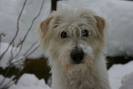 Kromfohrländer Hunde Foto 29039 in höherer Auflösung ansehen Kromfohrländer Frascati vom Isarflimmern