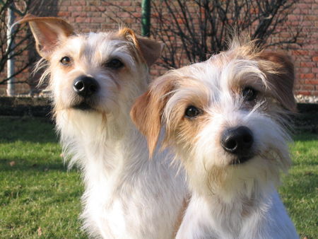 Kromfohrländer Hunde Foto 28900 in höherer Auflösung ansehen Kromfohrländer Banja vom Teglinger Bach und Tochter Bayuna von der Aragorner Höhle