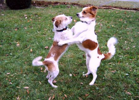 Kromfohrländer Hunde Foto 29442 Kromfohrländer Ein Tänzchen in Ehren, ...