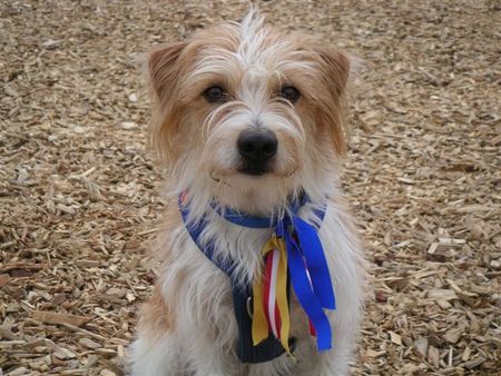 Kromfohrländer Hunde Foto 41786 in höherer Auflösung ansehen Kromfohrländer Benco von der Weberkarde