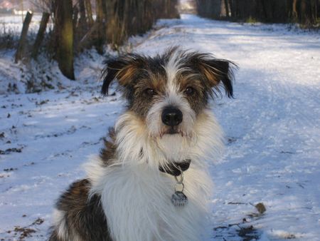 Kromfohrländer Andro (Andor von den Lahberger Weegen)