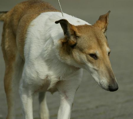 Kurzhaarcollie Hunde Foto 41791 in höherer Auflösung ansehen Kurzhaarcollie