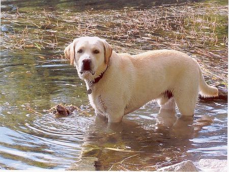 Labrador Retriever Hunde Foto 34254 Labrador Retriever Gordo in seinem Element