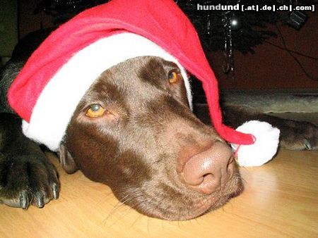 Labrador Retriever Weihnachtselli